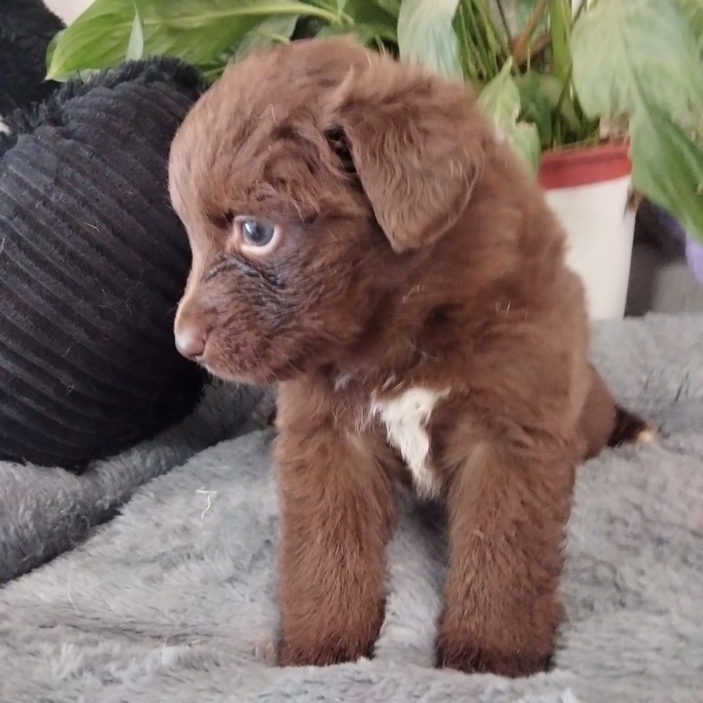 Des Berges Du Brevon - Chiots disponibles - Berger Australien