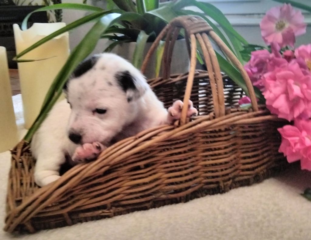 Des Berges Du Brevon - Chiots disponibles - Jack Russell Terrier