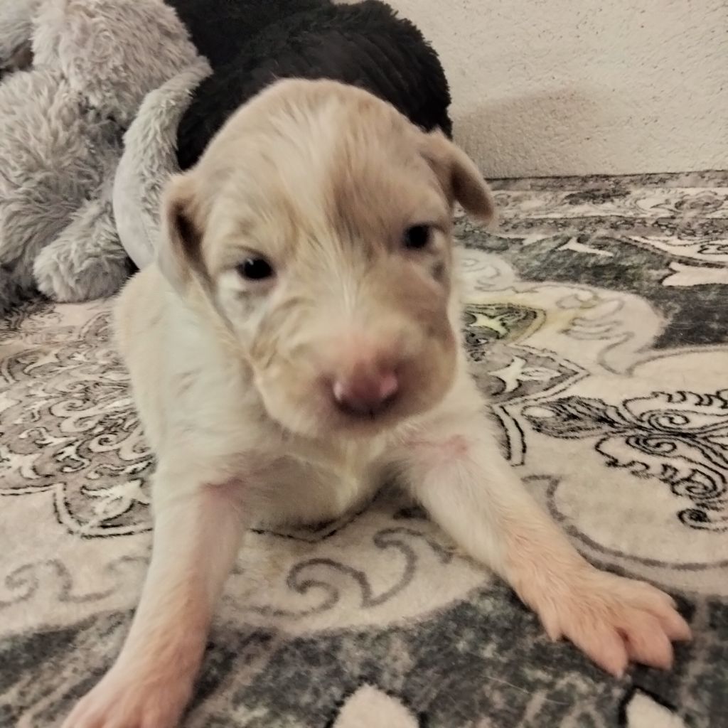 Des Berges Du Brevon - Chiots disponibles - Berger Australien