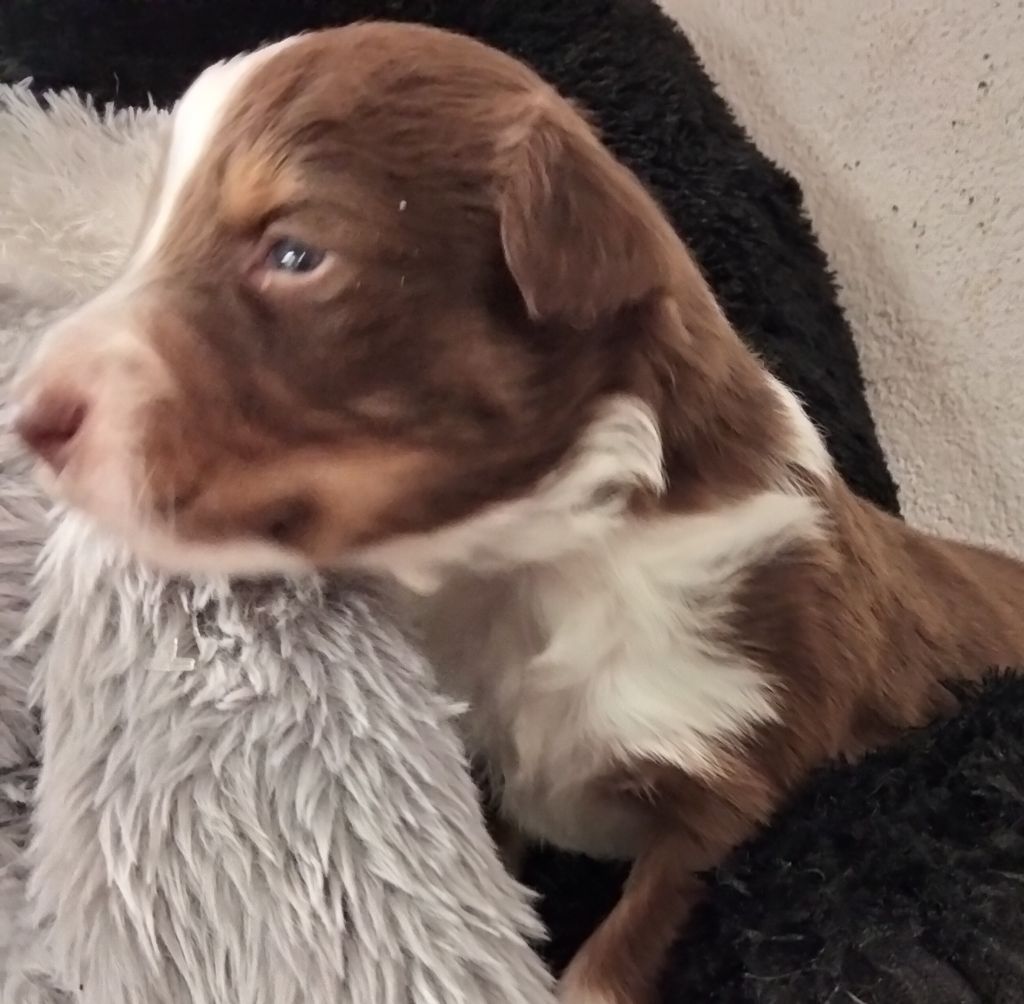 Des Berges Du Brevon - Chiots disponibles - Berger Australien