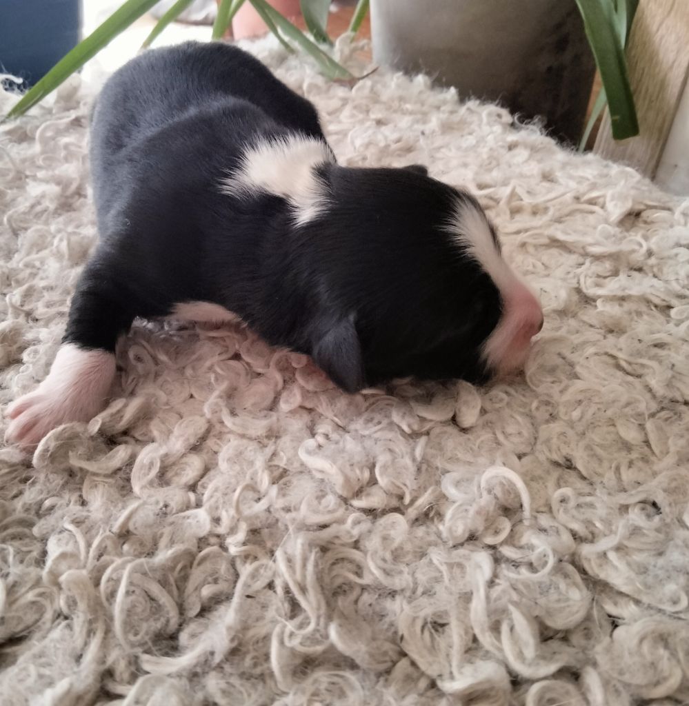 Des Berges Du Brevon - Chiots disponibles - Berger Australien