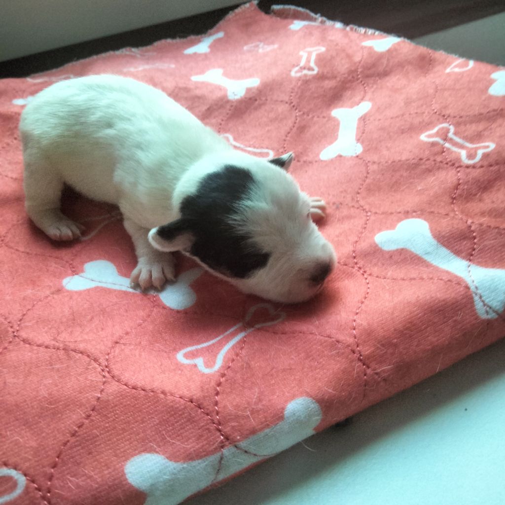 Des Berges Du Brevon - Chiots disponibles - Jack Russell Terrier
