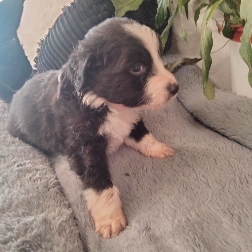 Des Berges Du Brevon - Chiots disponibles - Berger Australien