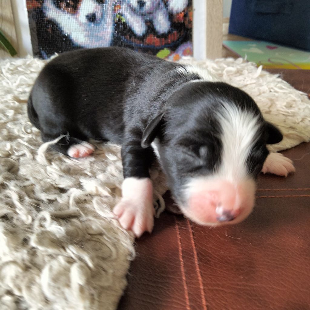Des Berges Du Brevon - Chiots disponibles - Berger Australien