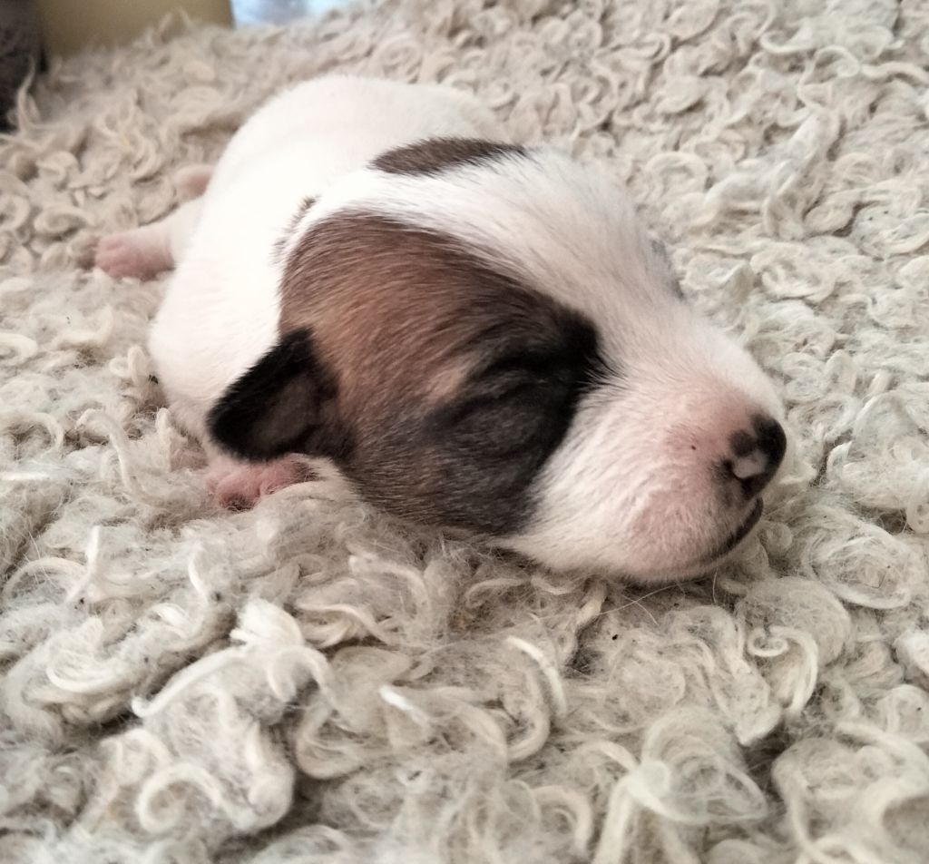 Des Berges Du Brevon - Chiots disponibles - Jack Russell Terrier